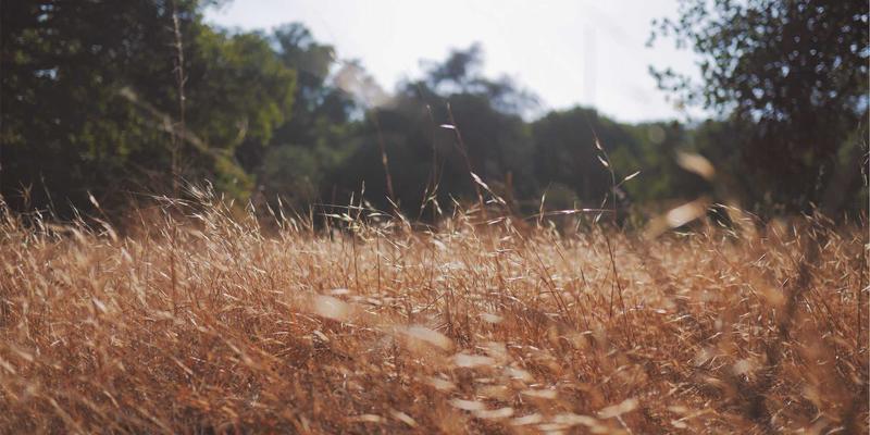 太平洋旅游59：解锁天堂级度假体验，蜜月与家庭出游终极指南